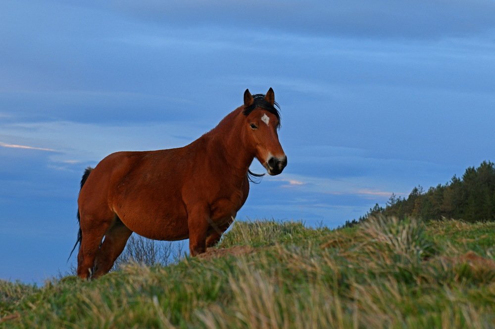 Лошадь на фоне синего неба.
