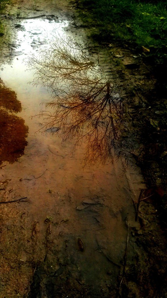 Forest reflection