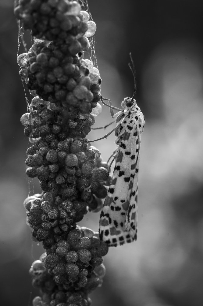 Photograph by SHAJI CHANDRAN