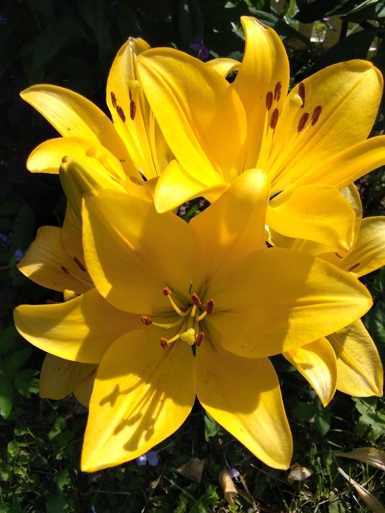 В своём саду