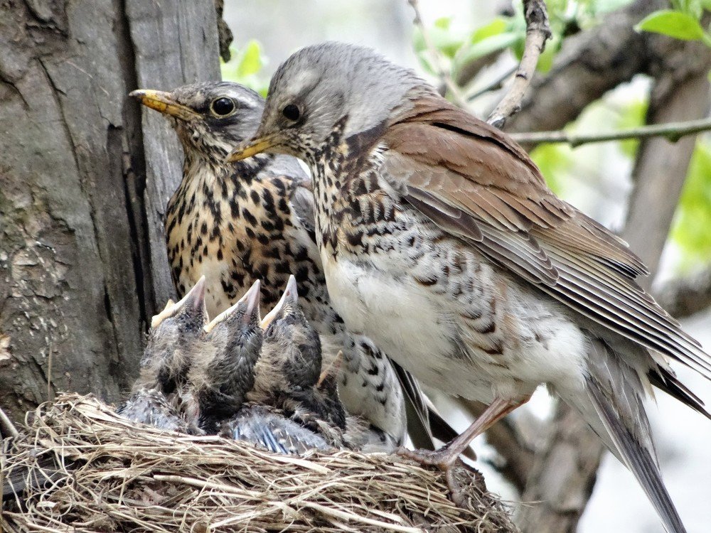 Photograph by Устюжанина Елена