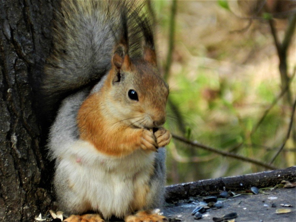 Photograph by Устюжанина Елена