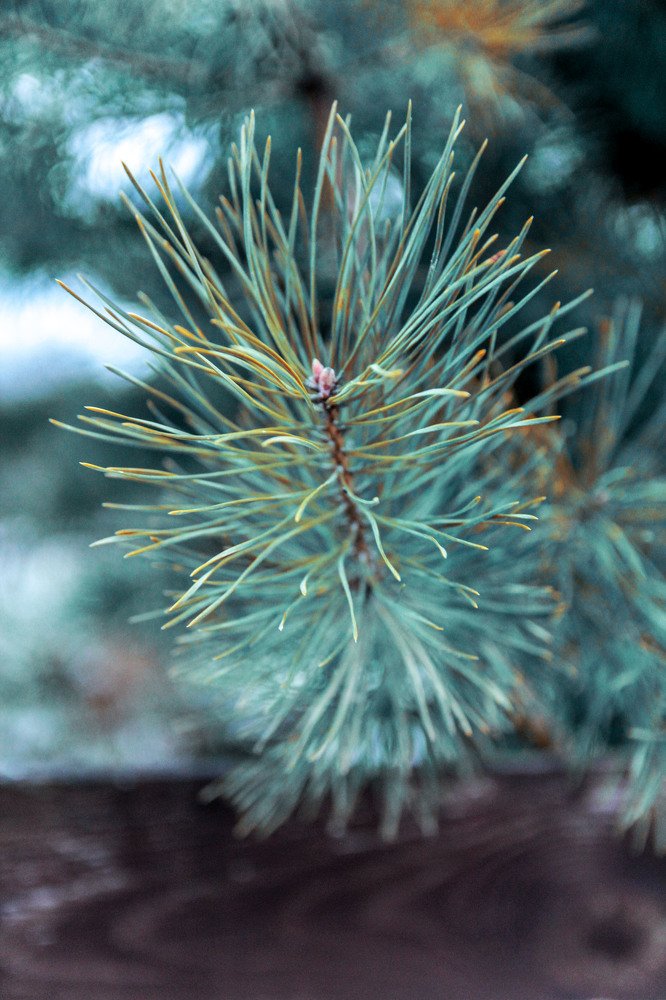Photograph by Нина Бирюкова
