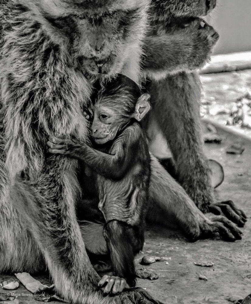 Photograph by Maria Teresa Teixeira de Sousa