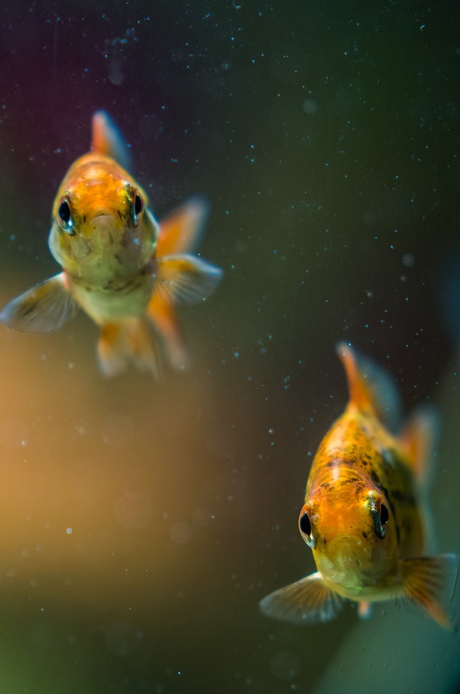 Photograph by Ясинский Юрий