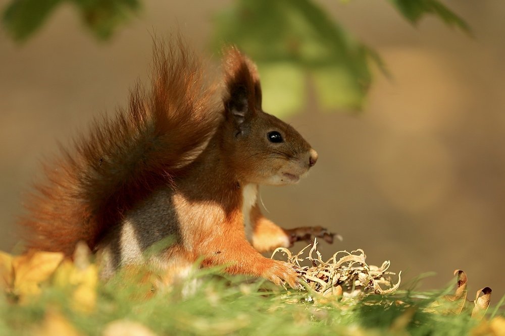 В ожидании орехов.