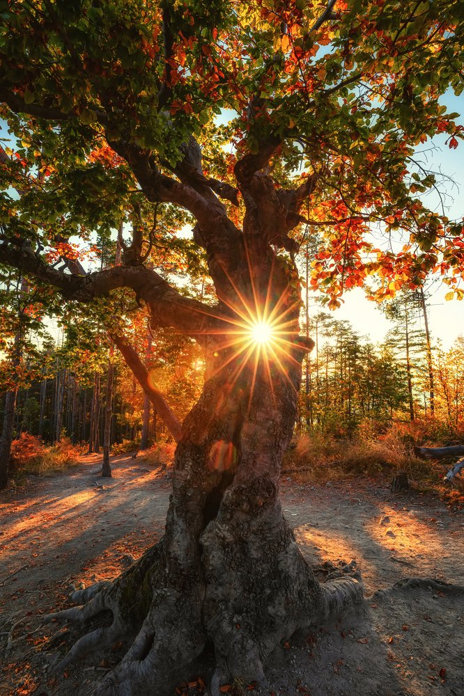 Photograph by Костадин Маджаров