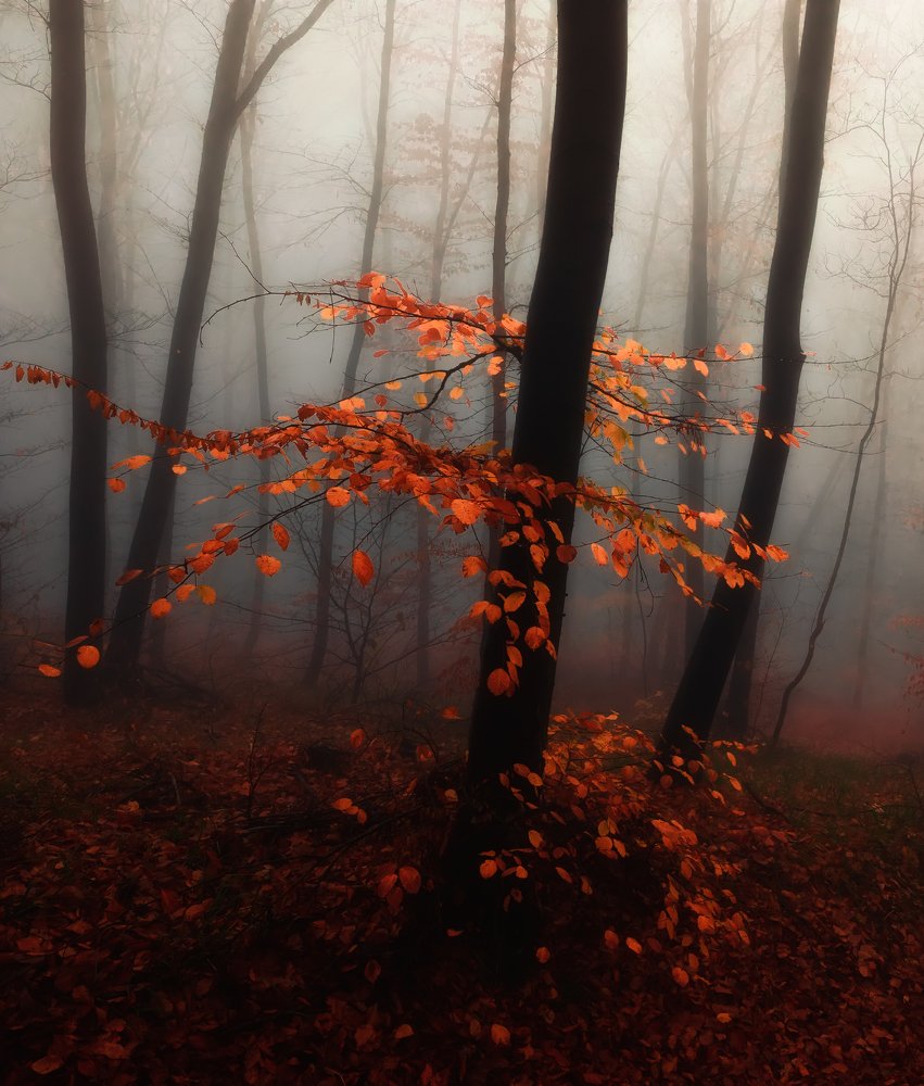 Photograph by Костадин Маджаров