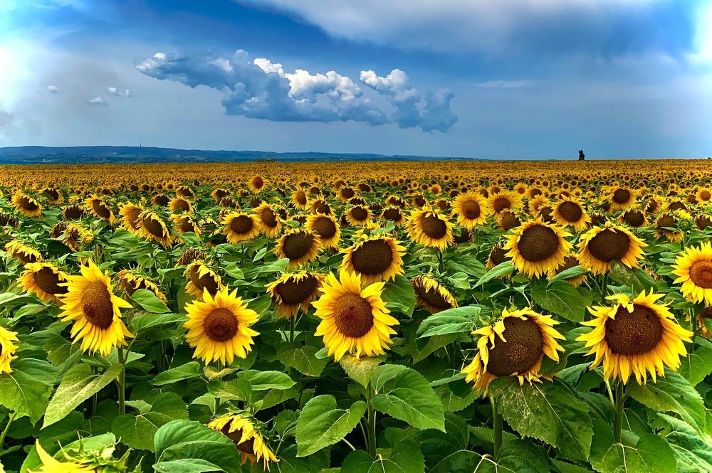 Sunflowers