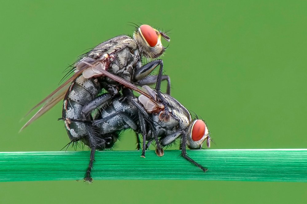 Lalat kawin di batang rumput