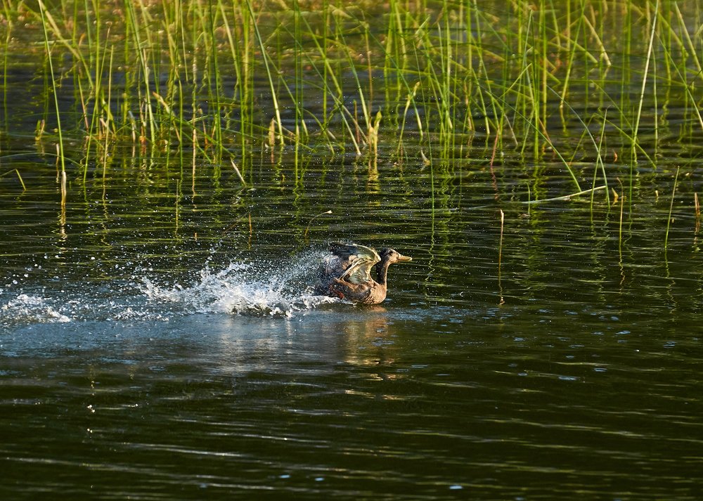 Photograph by Наталья Богач