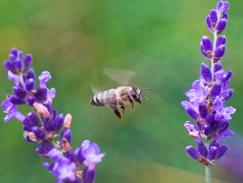 Photograph by Kamil Puobiš