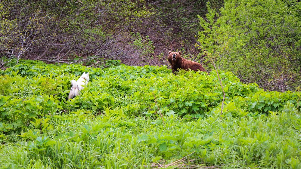 встреча на тропе