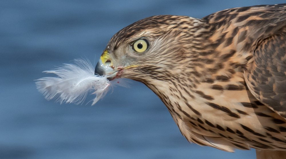 Жестокая красота