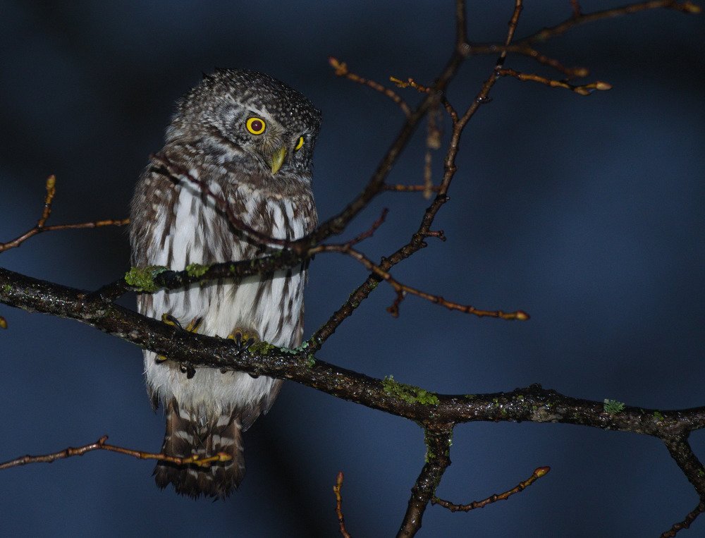 Eurasian pygmy owl (Glaucidium passerinum)