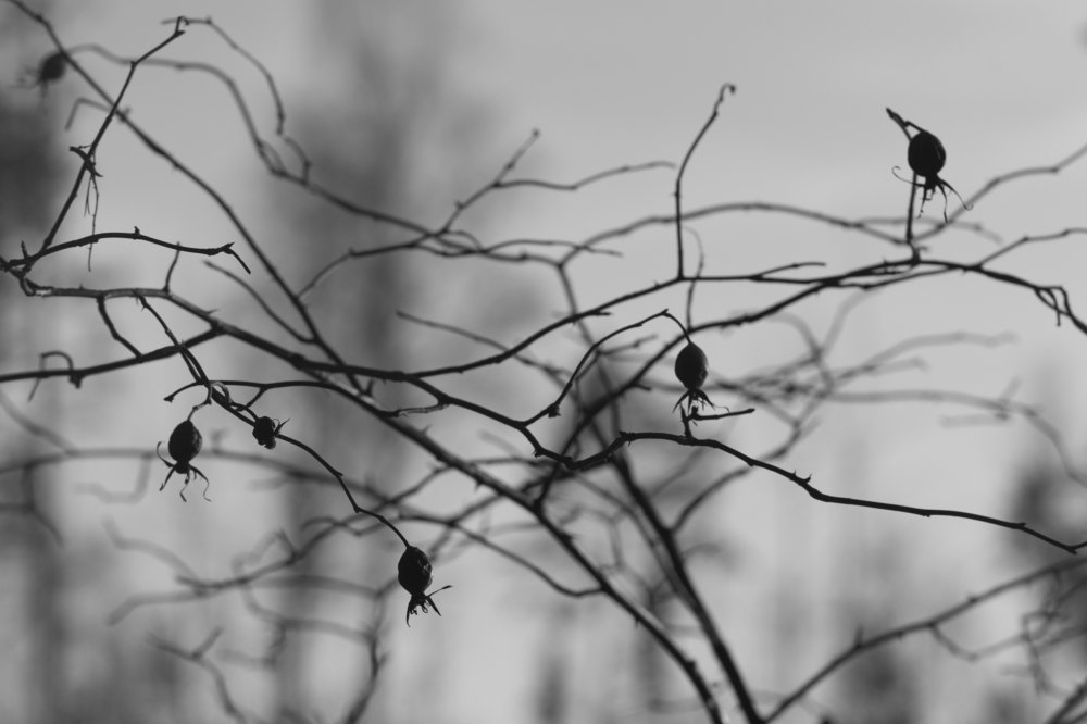 Photograph by Darja Akakjeva