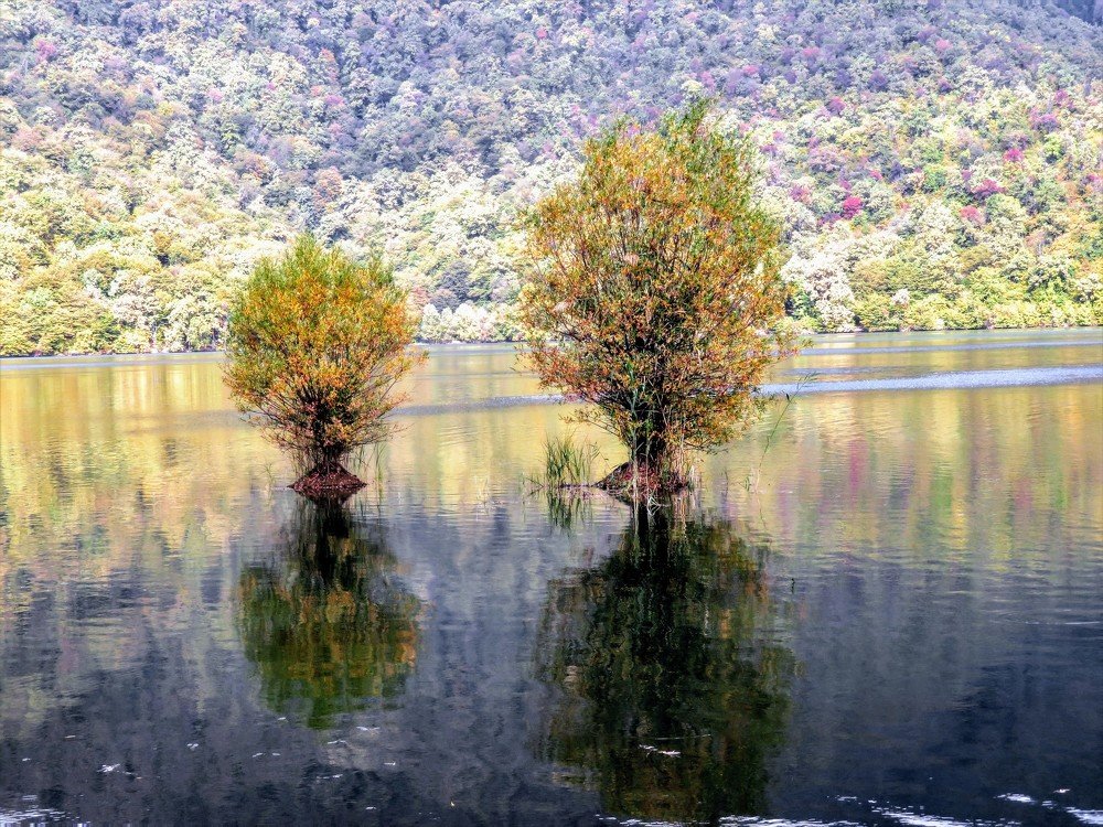 Growing in the water