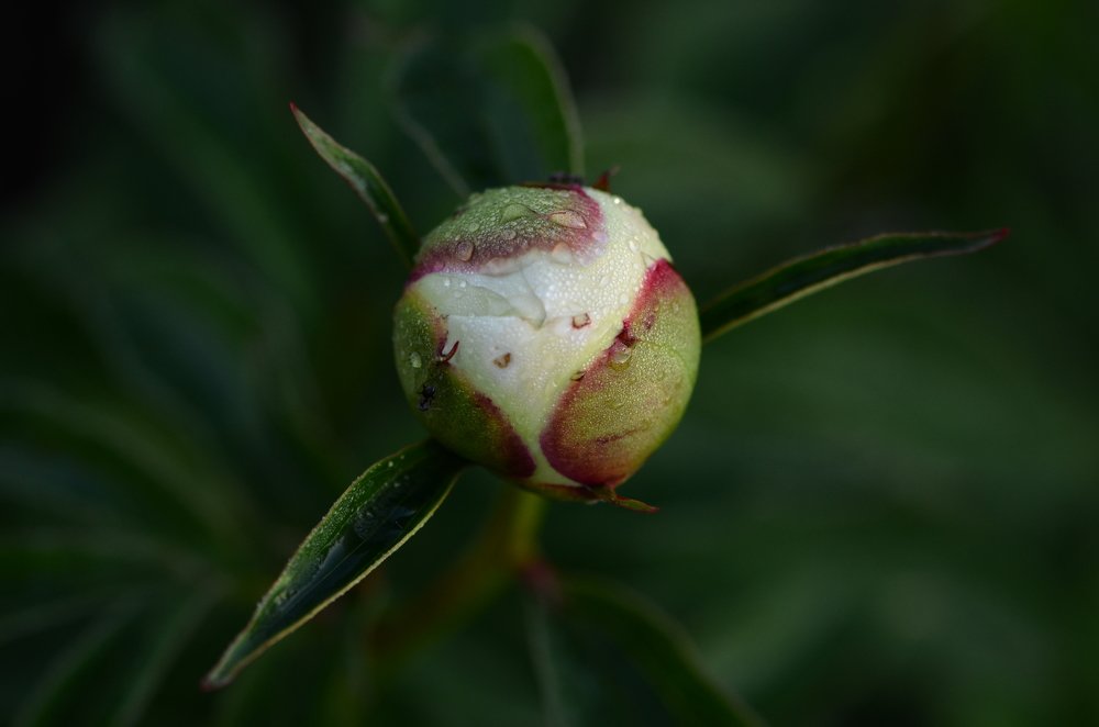 В ожидании чуда...
