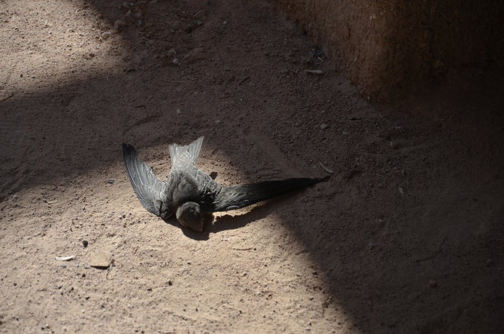 Мрачные подземелья Колизея всё ещё отнимают жизнь....