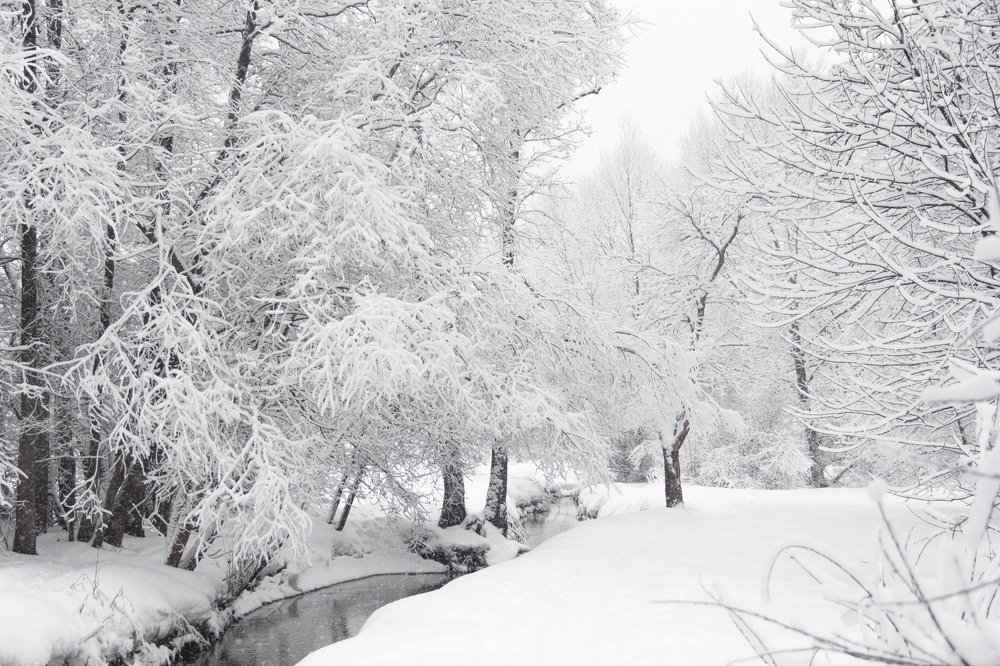 Winter in the park