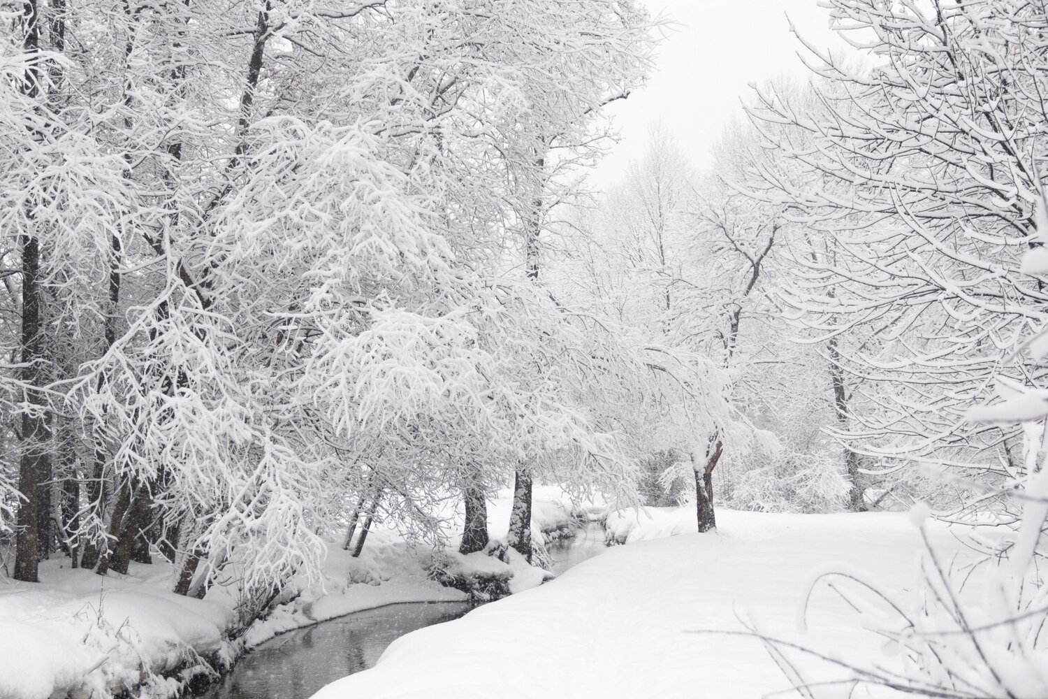 Winter in the park