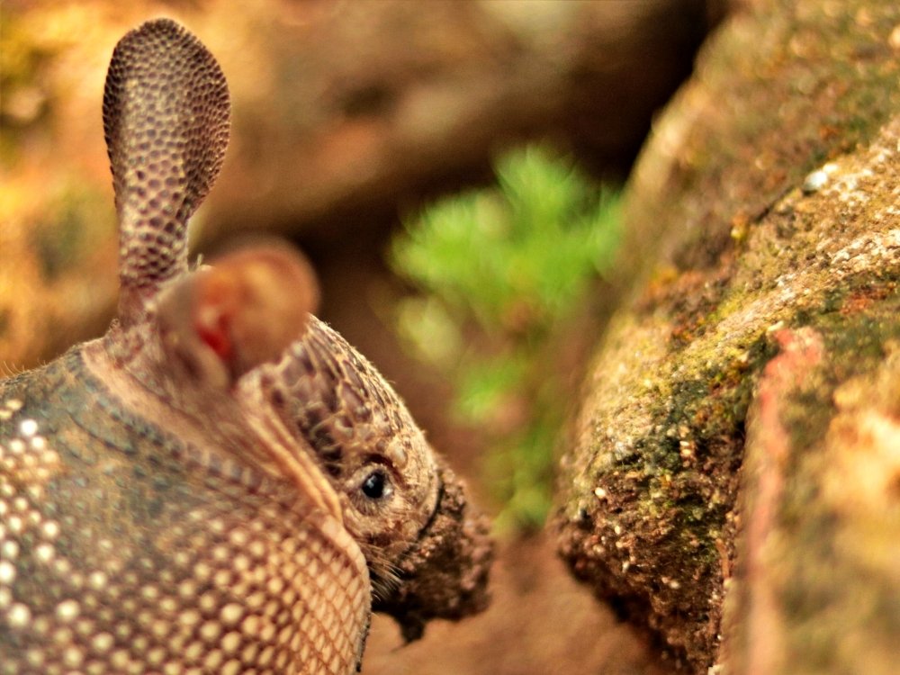 Photograph by Wallace Ribeiro de Jesus