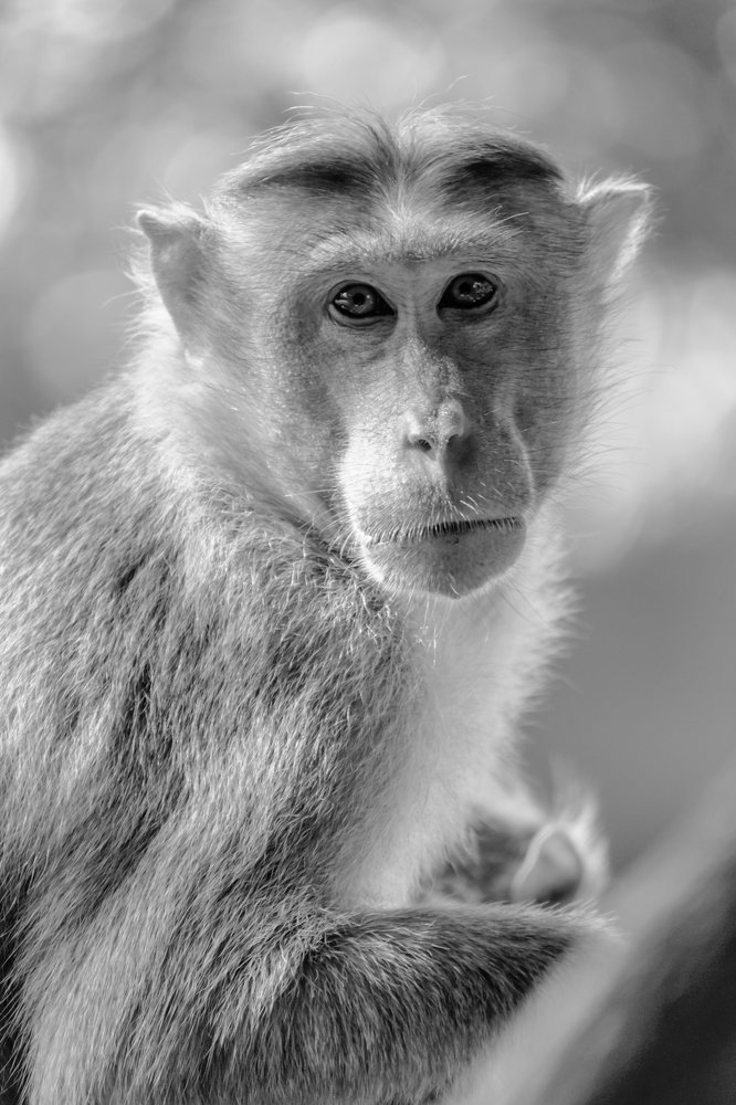 Photograph by Zinda Shaik Mohideen M