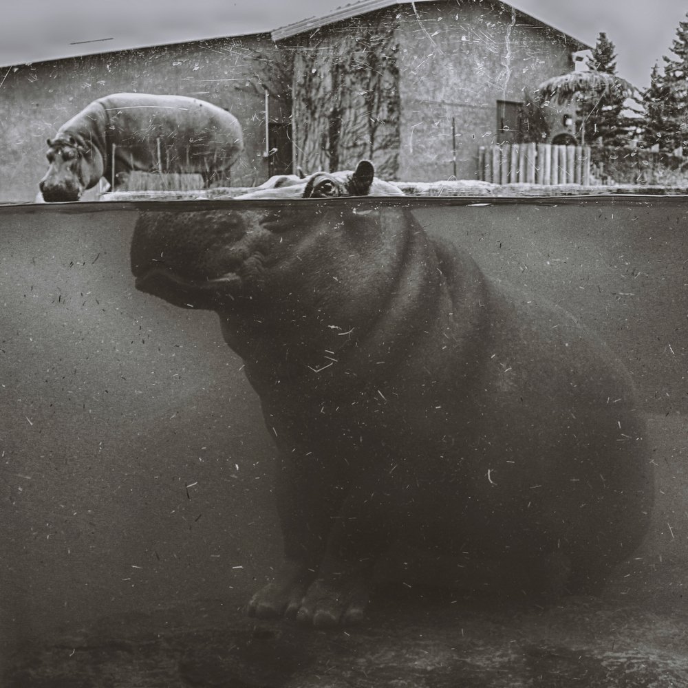 Photograph by Natalia Ghimp