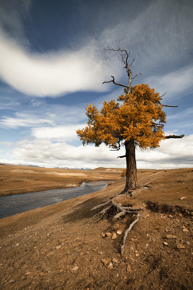 Фотография автора Лариса Кисурина