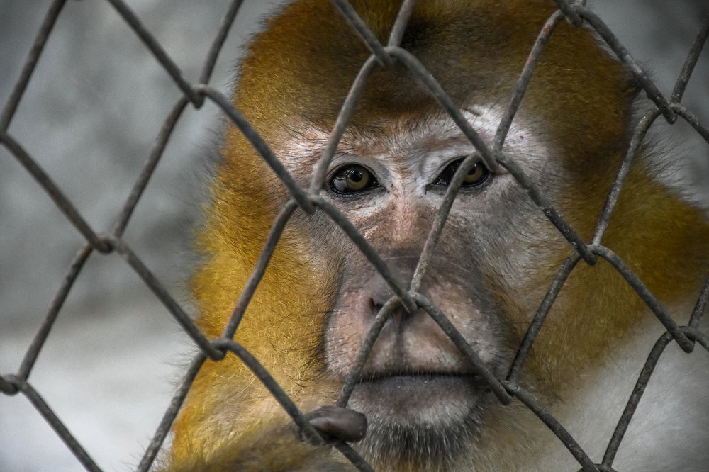 Фотография автора Thiha Myo