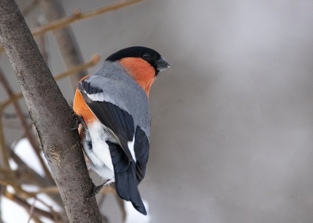 Photograph by Жбир Денис