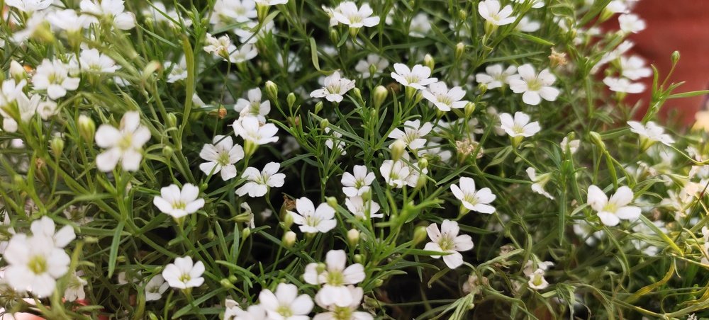 Lovely White Flower Bunch