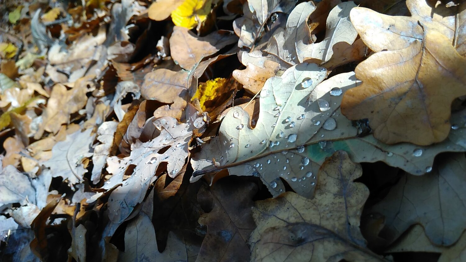 Photo #4232217