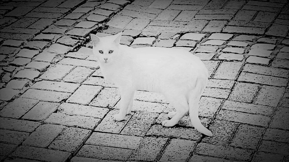 Photograph by Алия Байсыкова