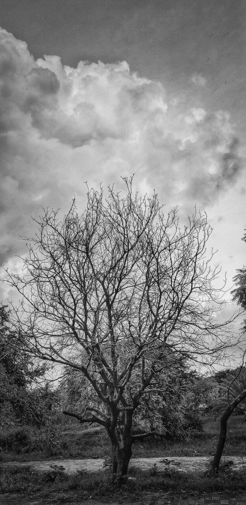 Photograph by Md.Sakibul Huq Saki