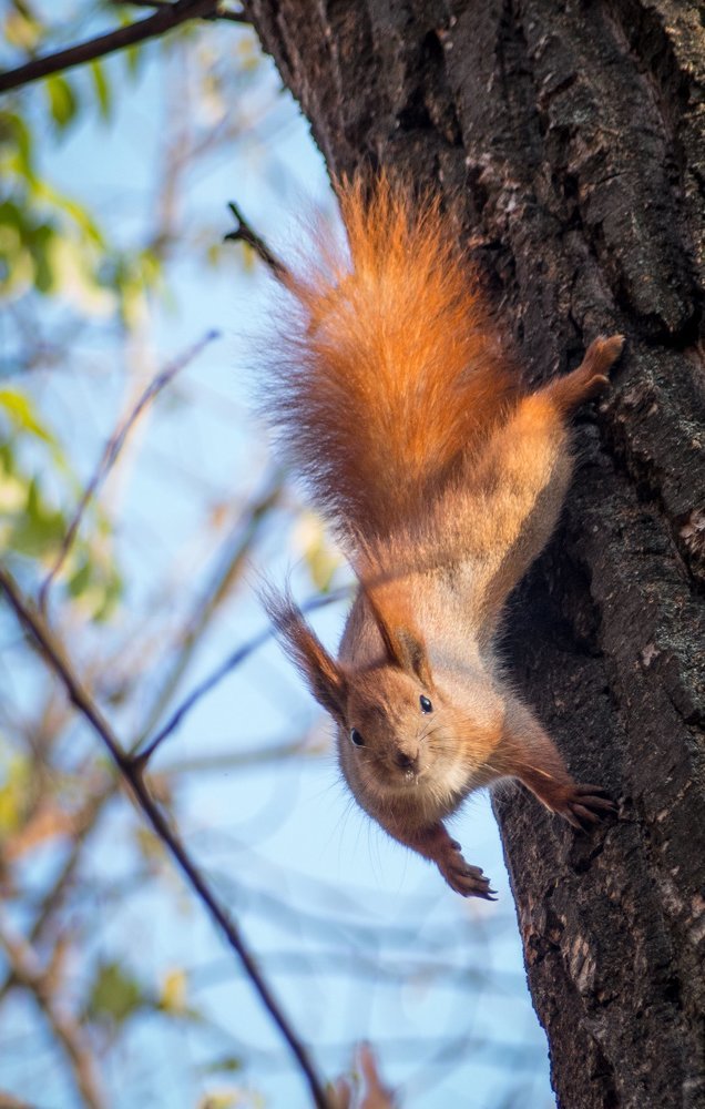 Photograph by Budnik Dmytro