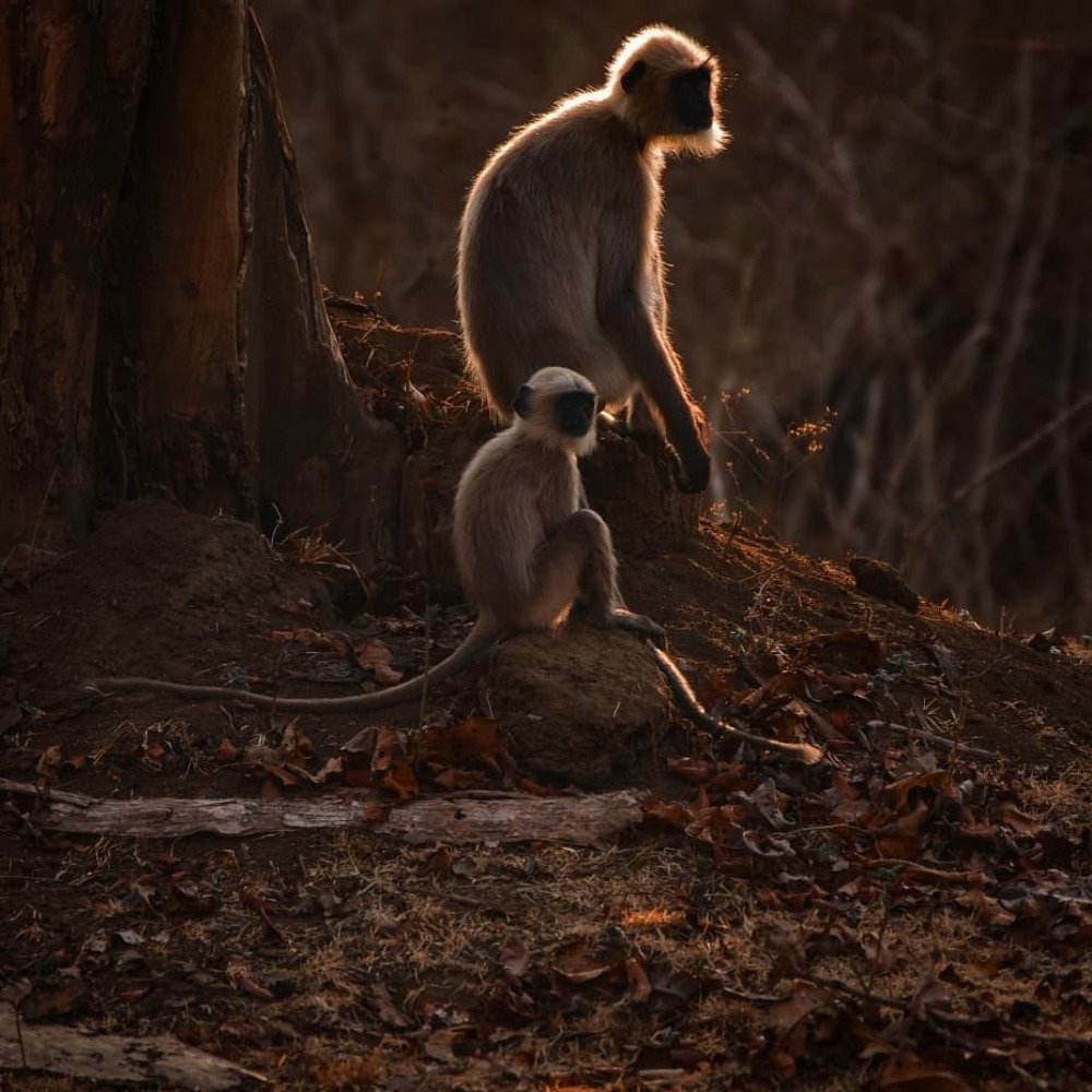 Фотография автора vivek yadav