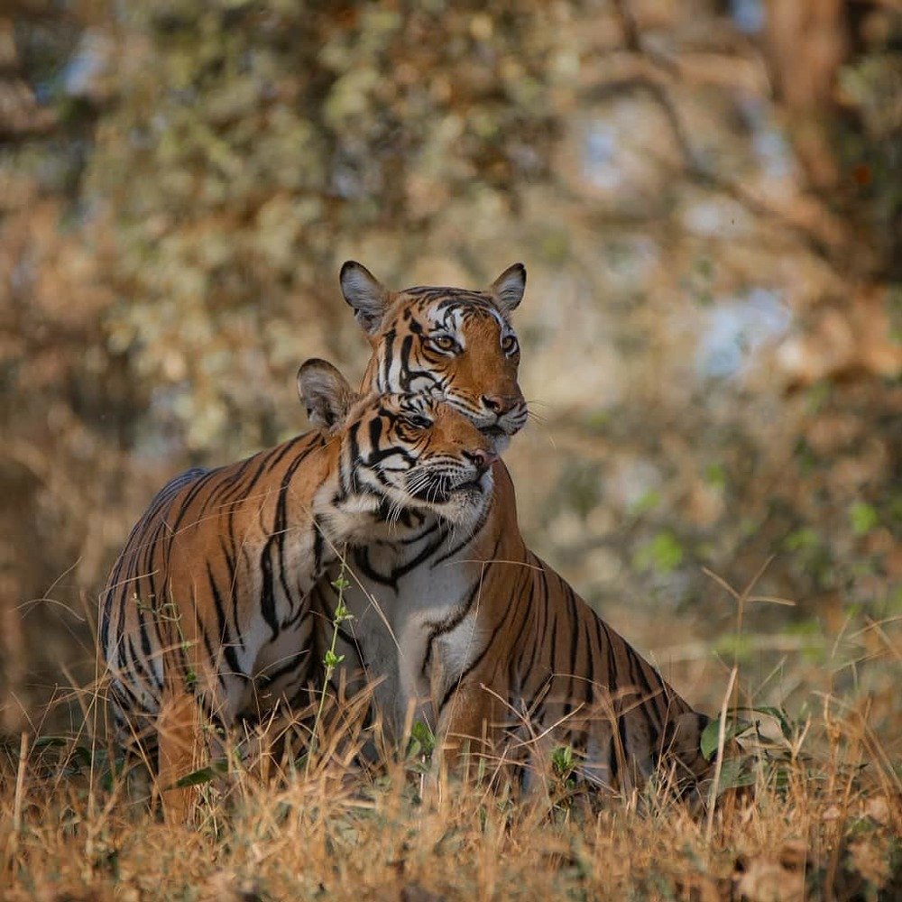 Kismet with her bold male cub.