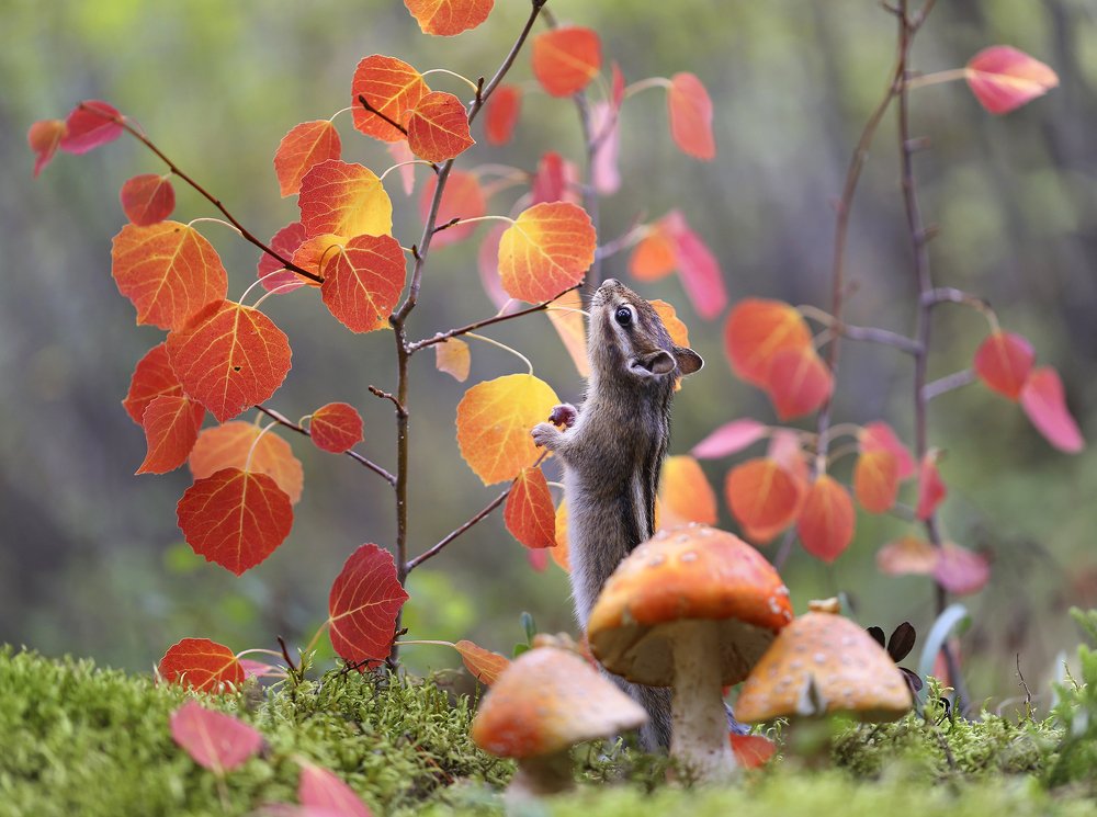 В стране осин и мухоморов!