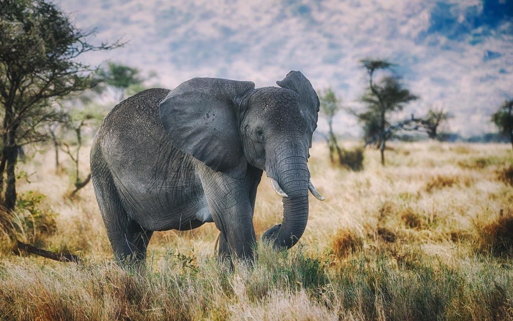 Photograph by Guy Krier