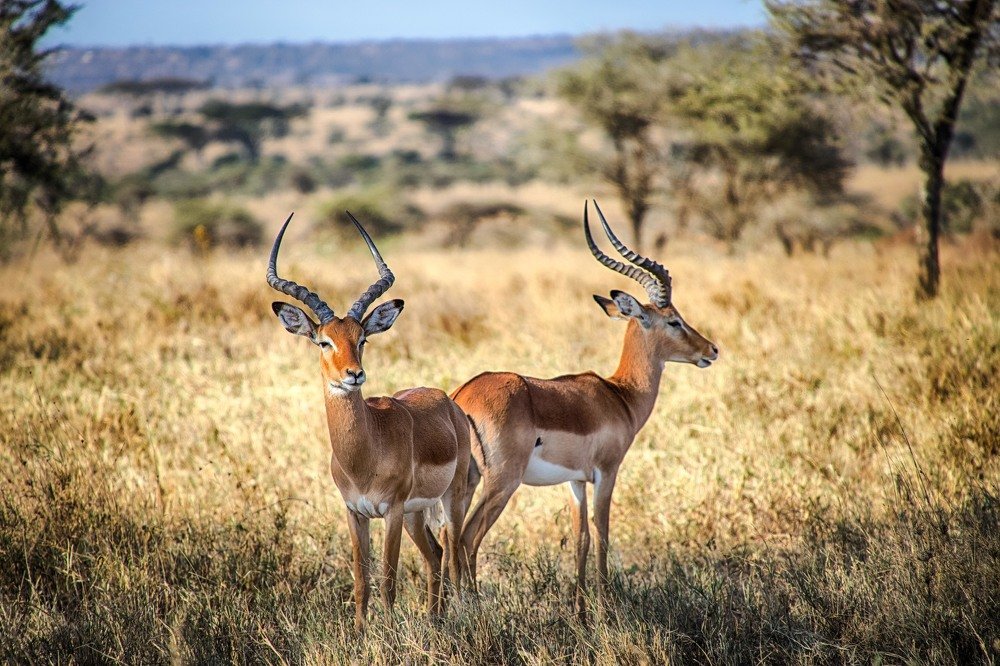 Фотография автора Guy Krier