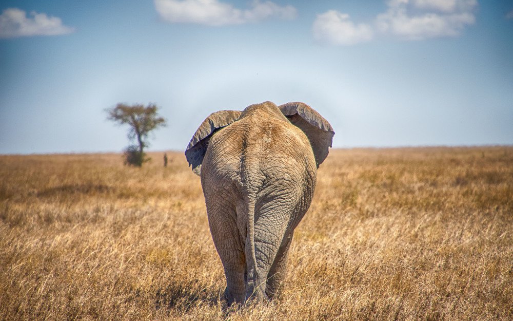 Photograph by Guy Krier