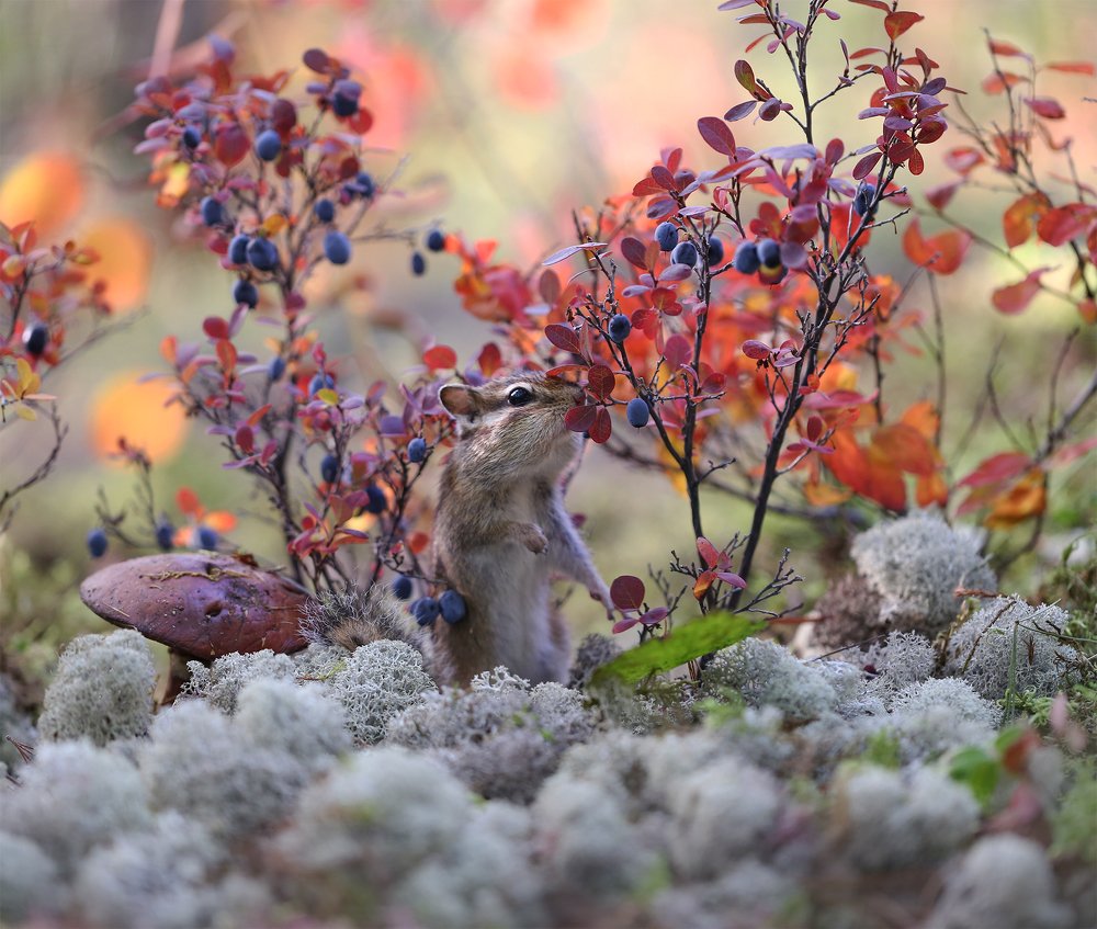 За грибами, за ягодами!