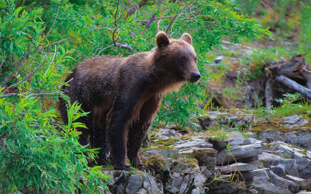 мишка рыболов