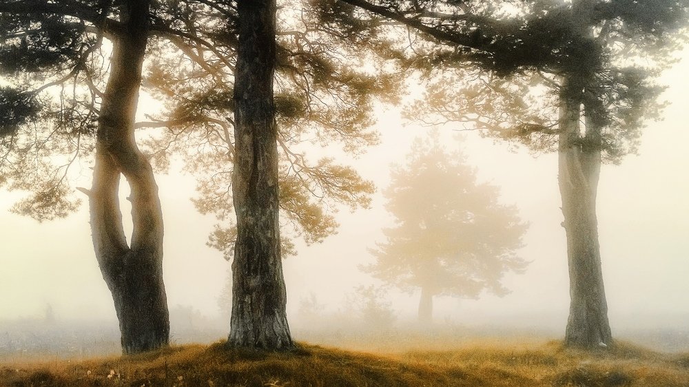 Молочный туман