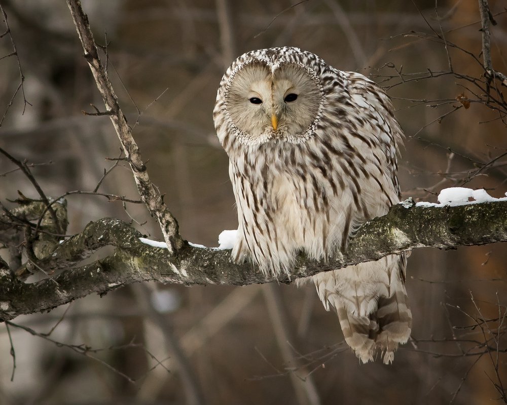 Хозяйка леса