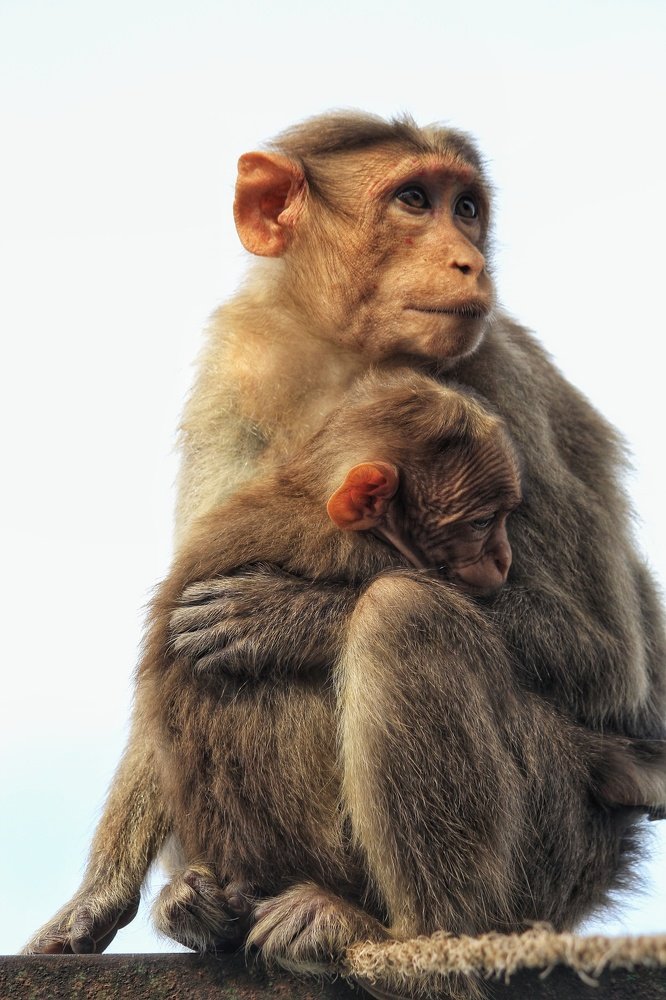 Monkeys Photography