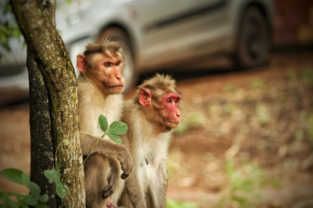 Monkeys Photography