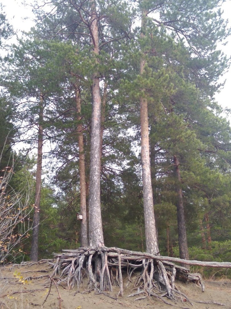 Сосновый бор