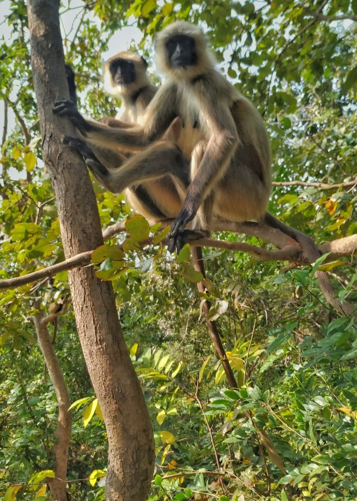 Фотография автора  SK Shahbaj Ahmed